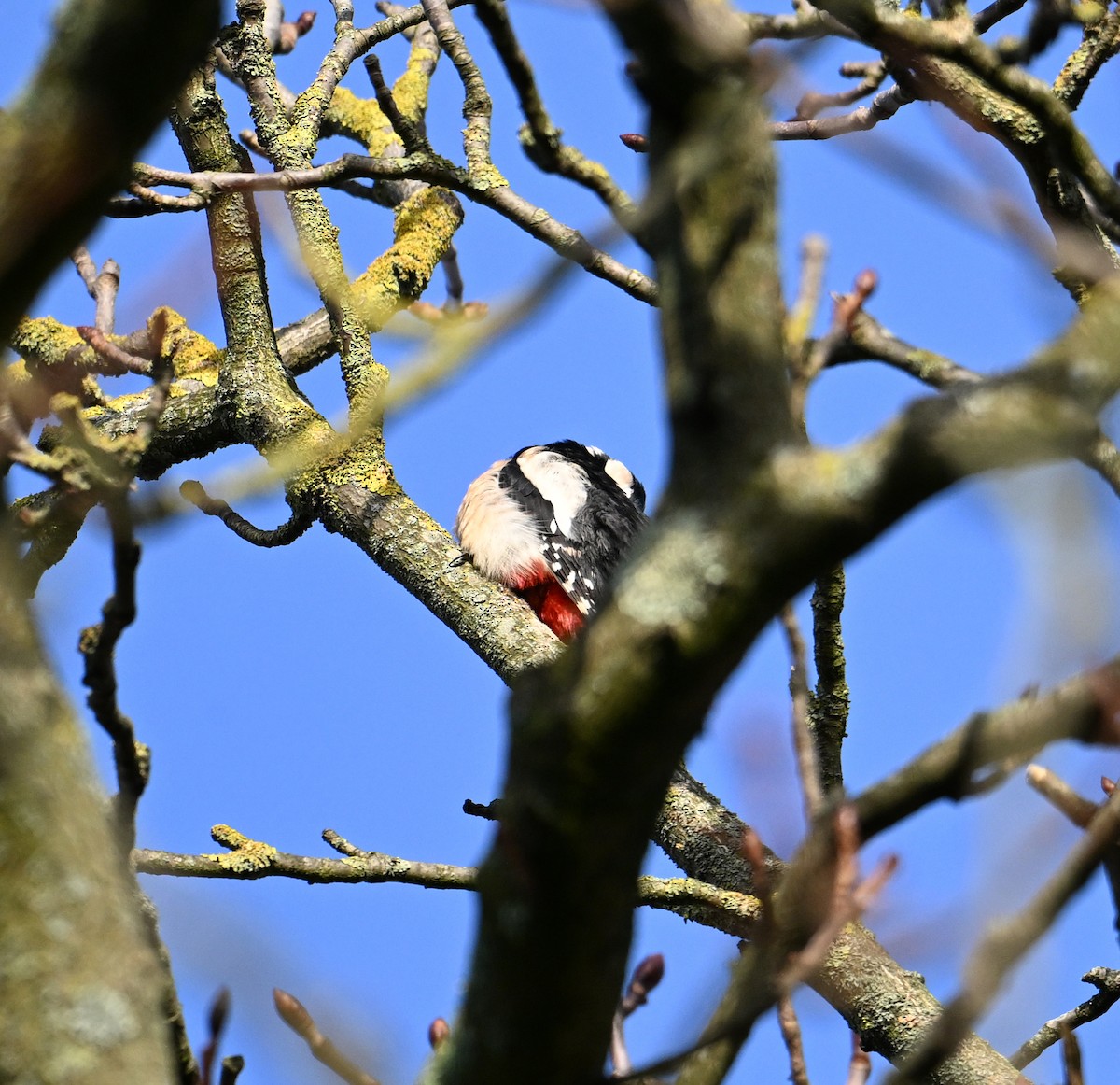Great Spotted Woodpecker - ML615183721