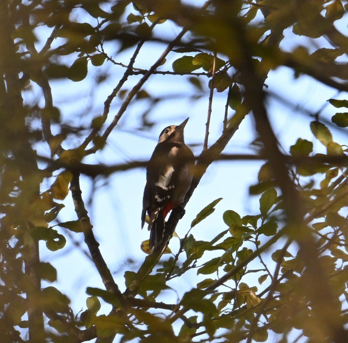 Great Spotted Woodpecker - ML615183722