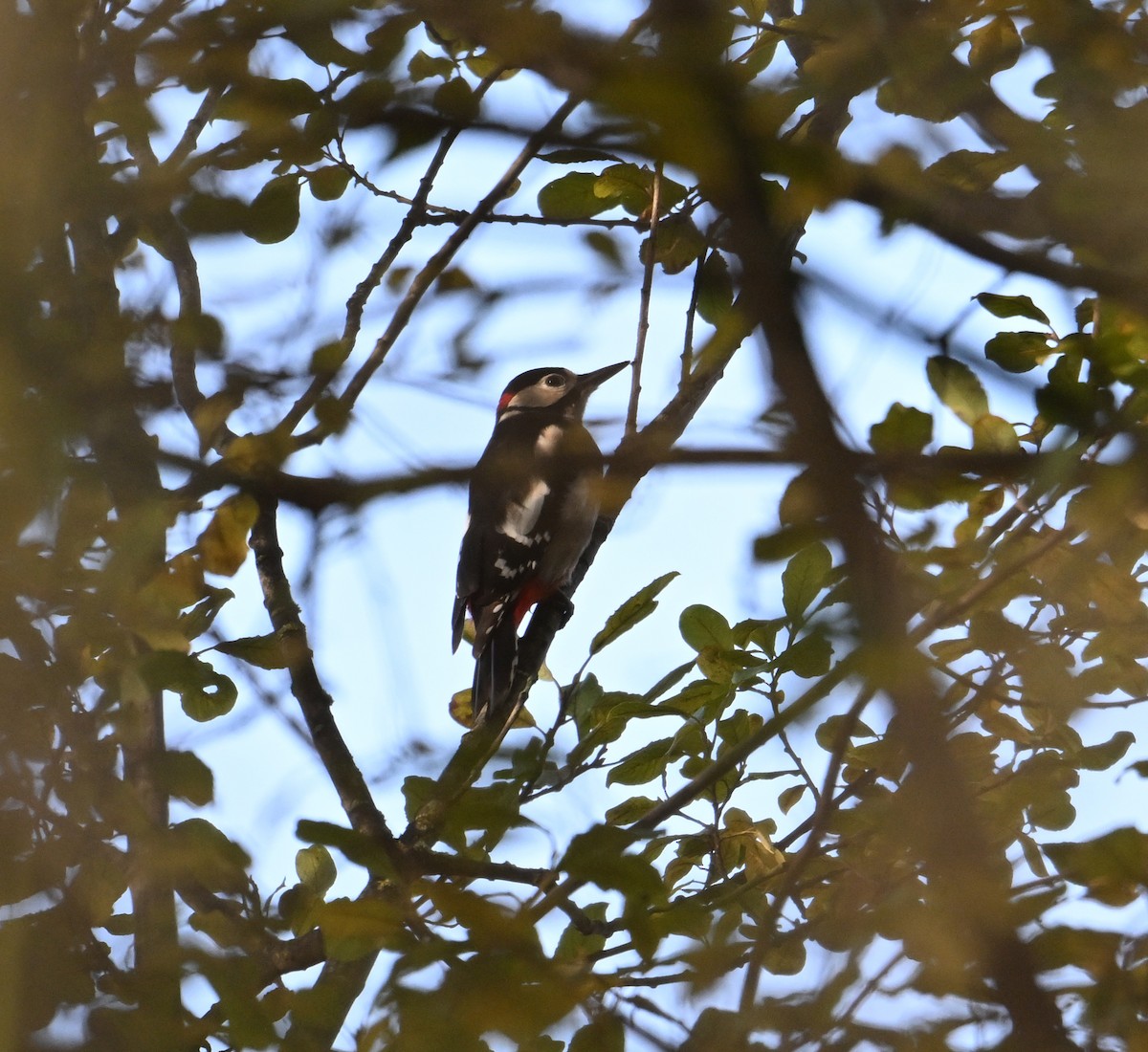 Great Spotted Woodpecker - ML615183723