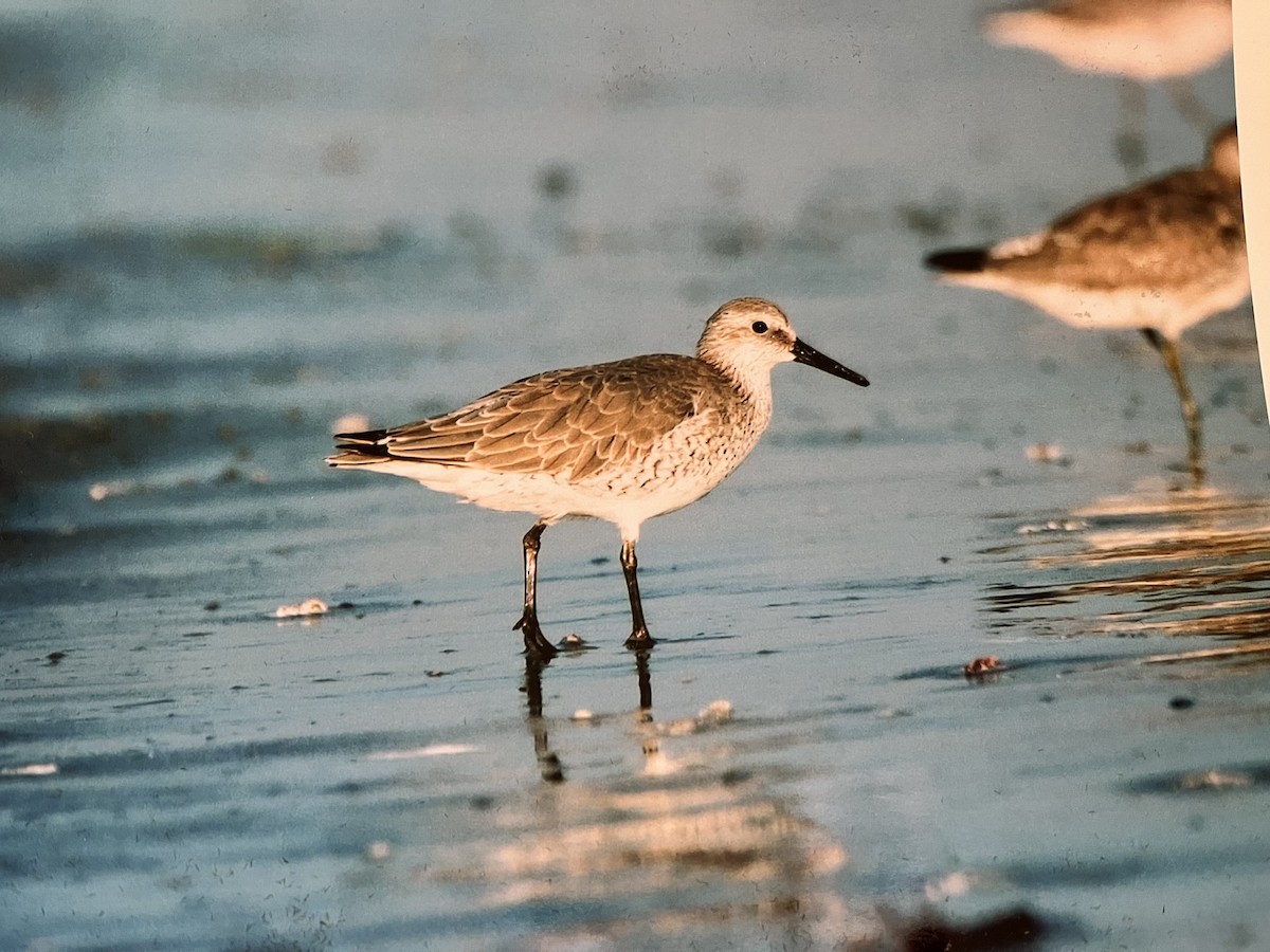 Red Knot - ML615183923