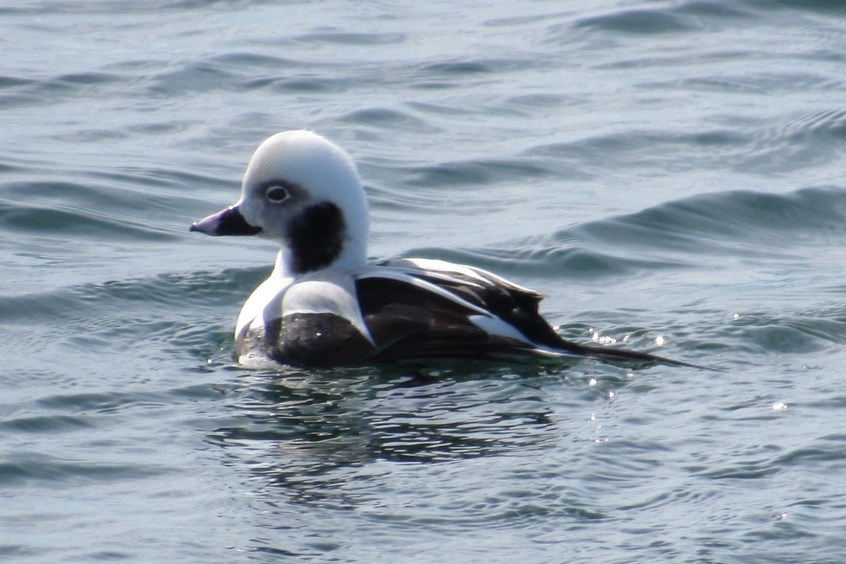 Long-tailed Duck - ML615183952