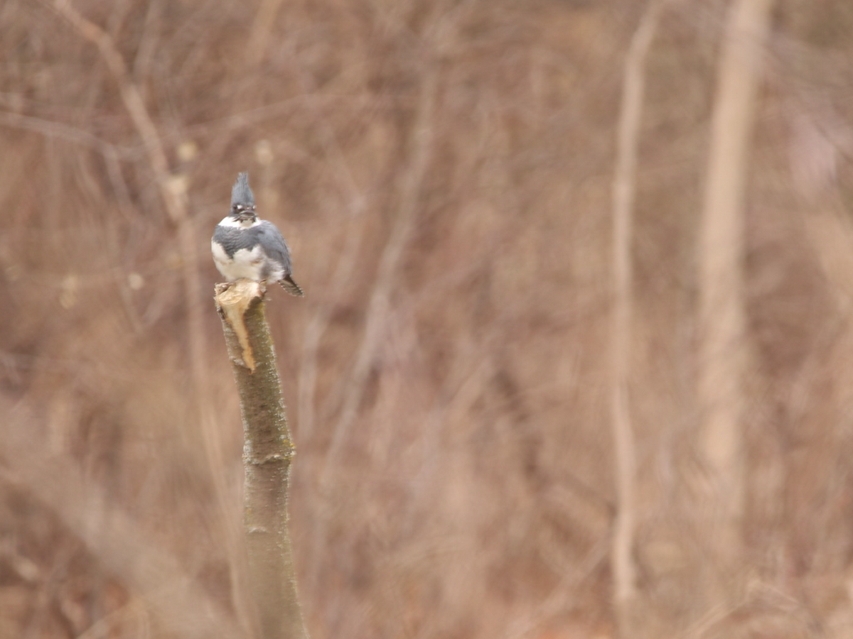 Belted Kingfisher - ML615184071