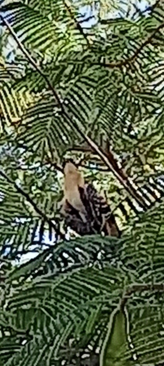 Great Spotted Cuckoo - ML615184172