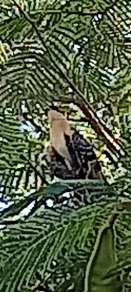 Great Spotted Cuckoo - ML615184173