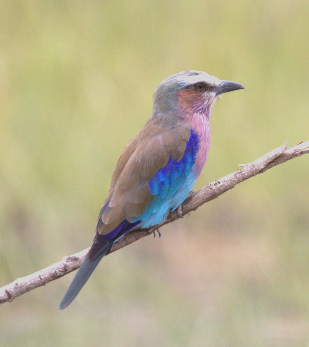 Lilac-breasted Roller - ML615184240