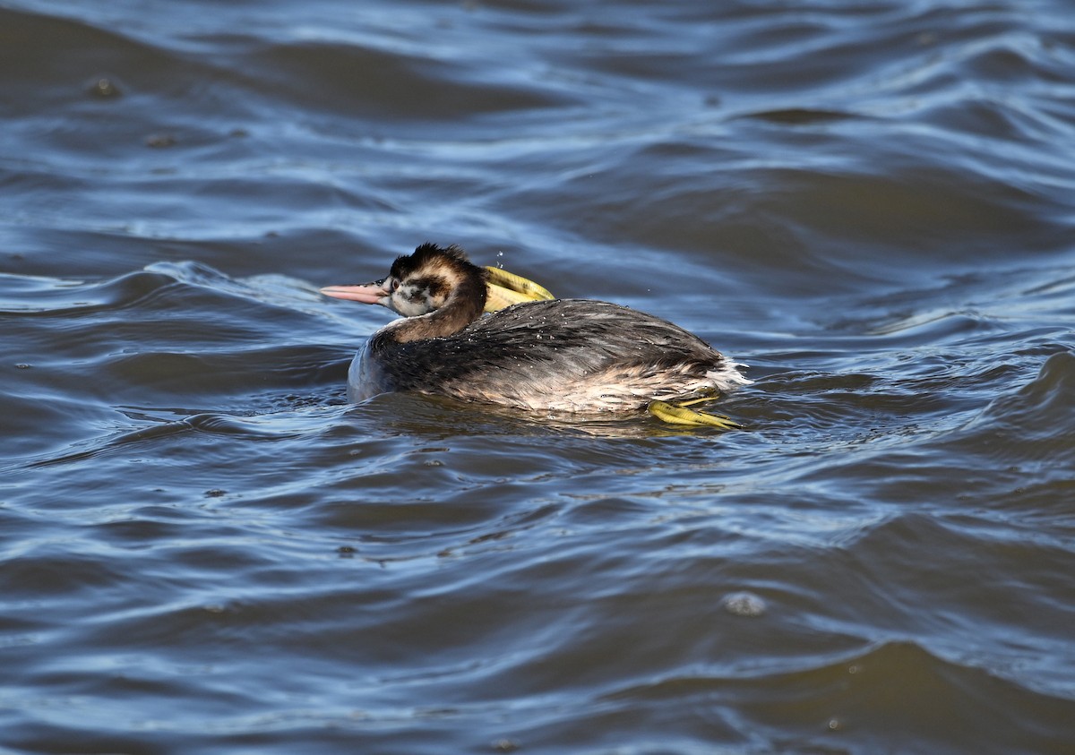 Great Crested Grebe - ML615184249