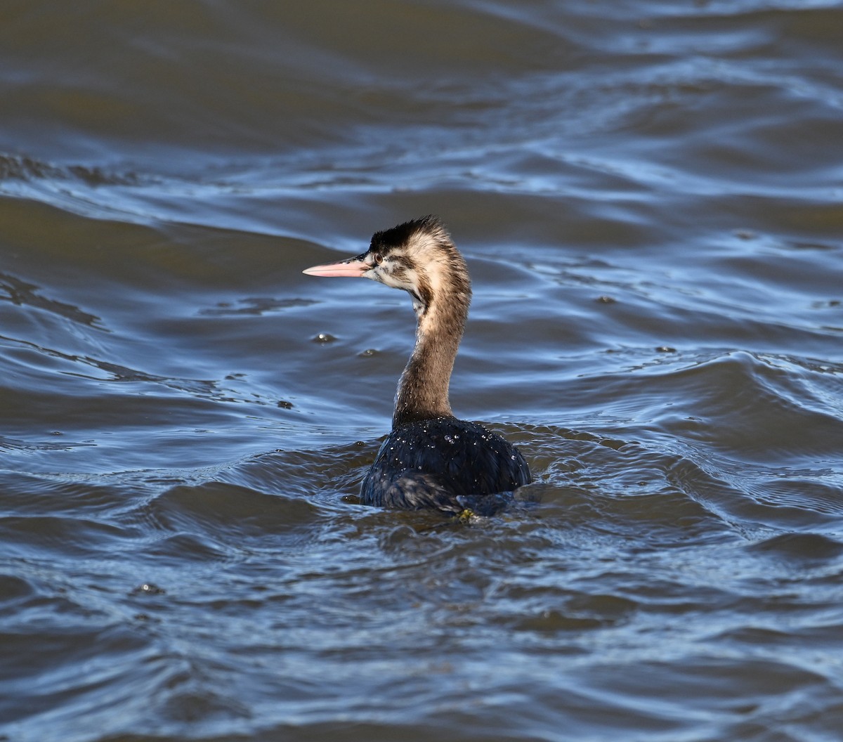Great Crested Grebe - ML615184251