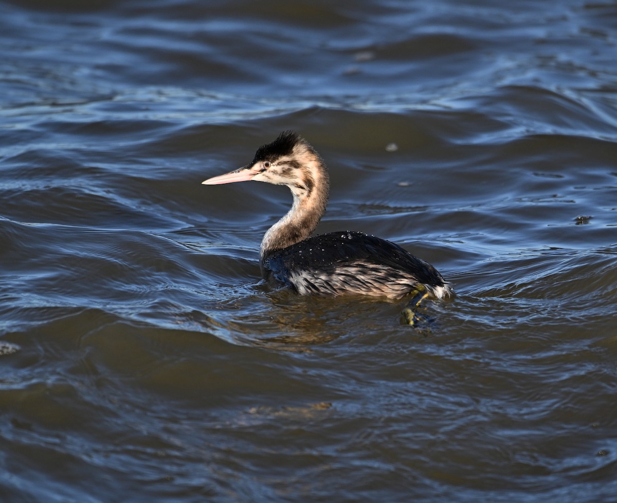 Great Crested Grebe - ML615184252