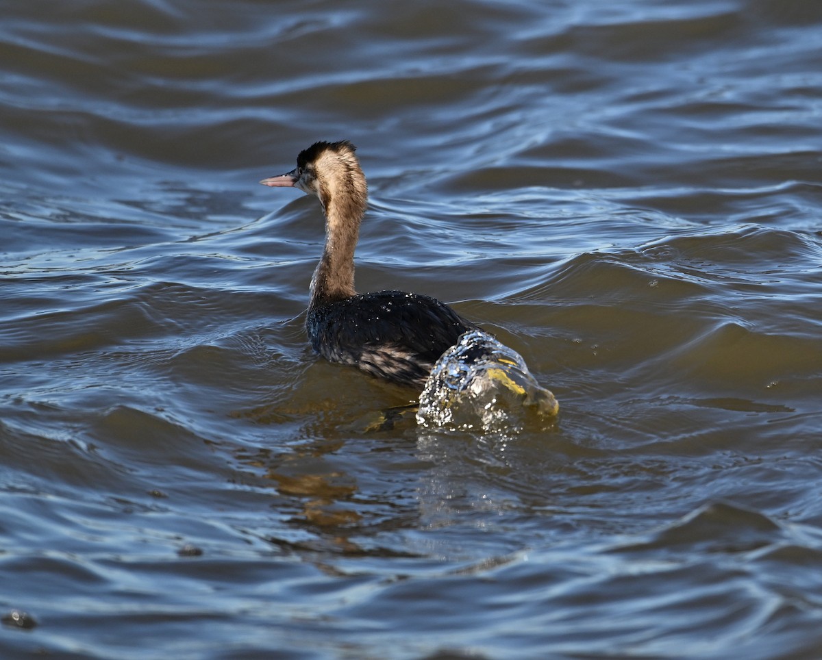 Great Crested Grebe - ML615184253