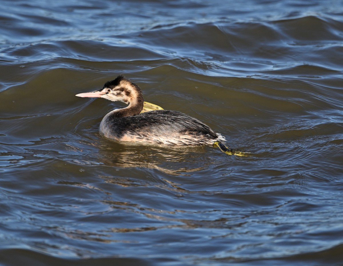 Great Crested Grebe - ML615184254