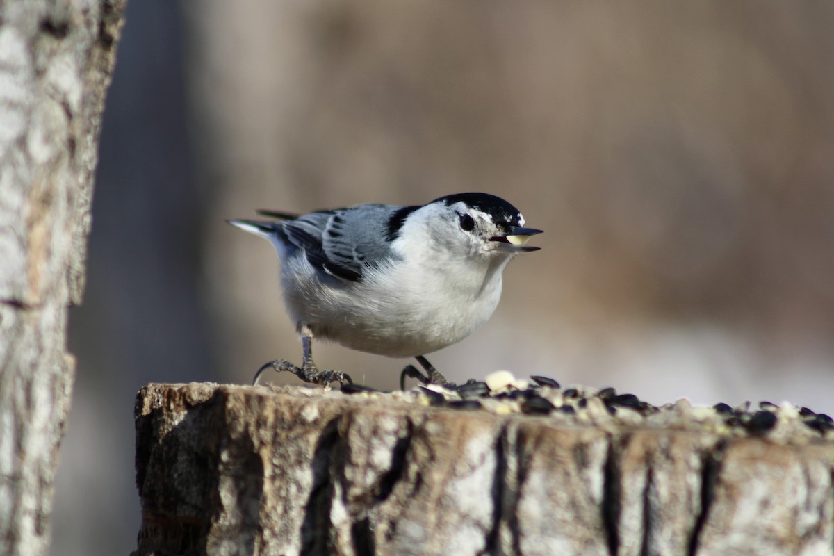 White-breasted Nuthatch - ML615184305