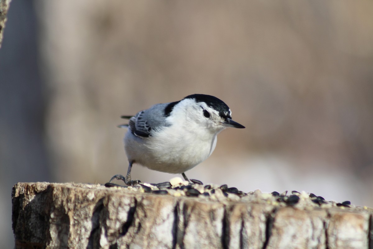 White-breasted Nuthatch - ML615184306