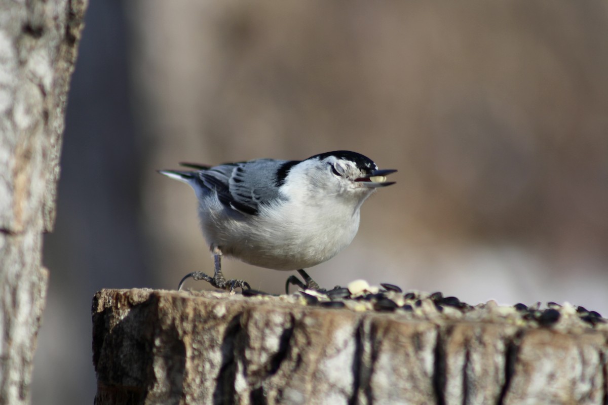 White-breasted Nuthatch - ML615184307