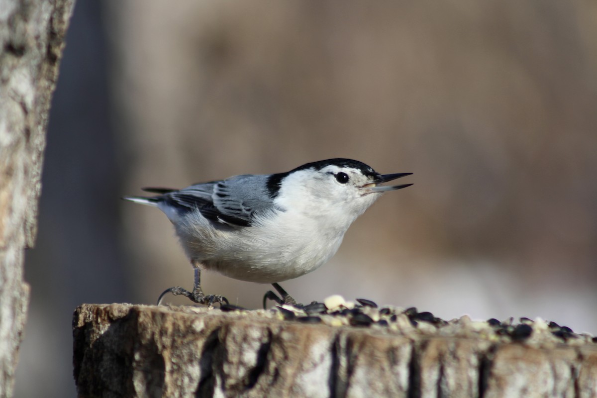 White-breasted Nuthatch - ML615184308