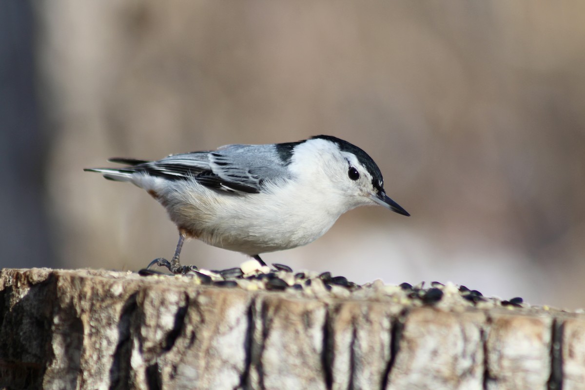 White-breasted Nuthatch - ML615184309