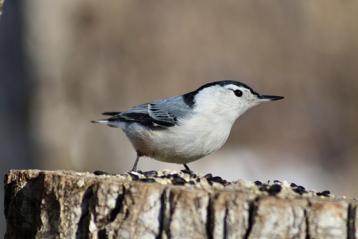 White-breasted Nuthatch - ML615184310