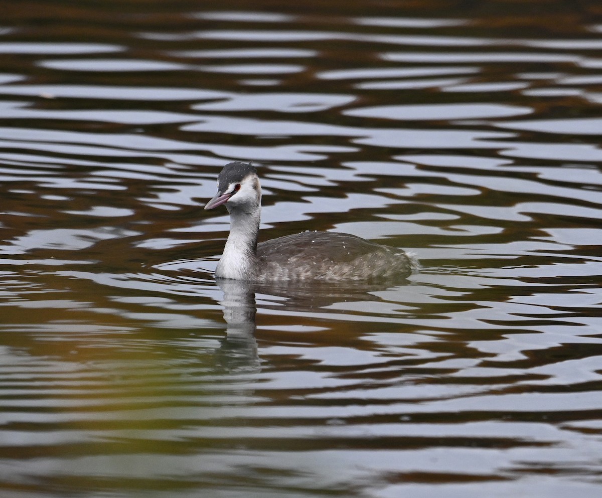Great Crested Grebe - ML615184349