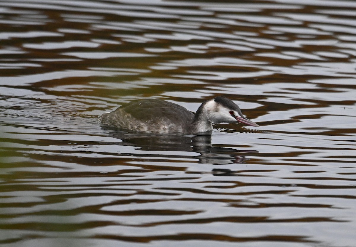 Great Crested Grebe - ML615184351