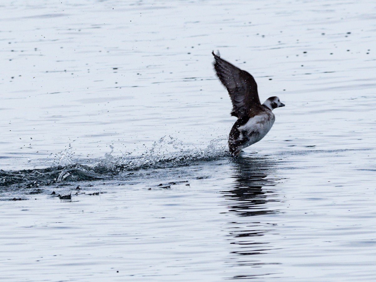 Long-tailed Duck - ML615184764