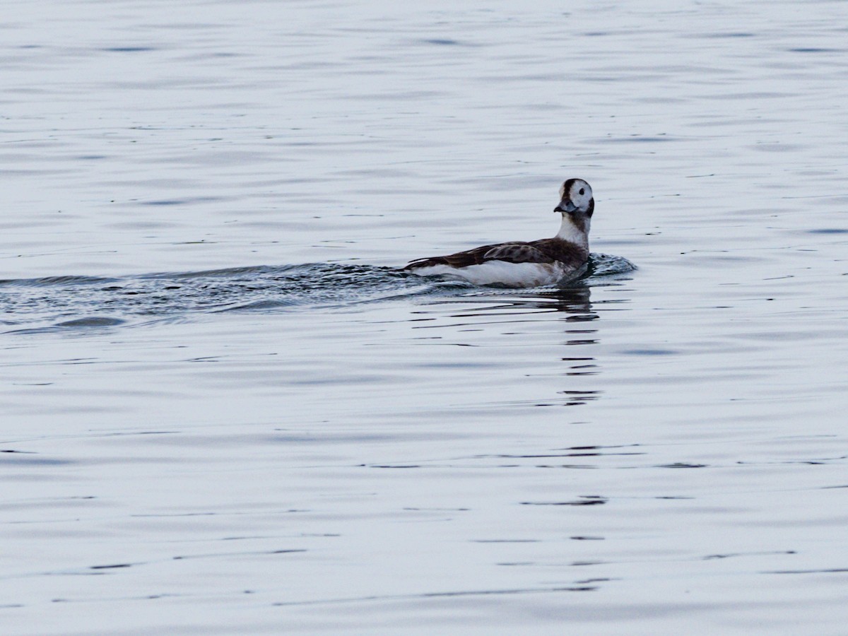 Long-tailed Duck - ML615184765