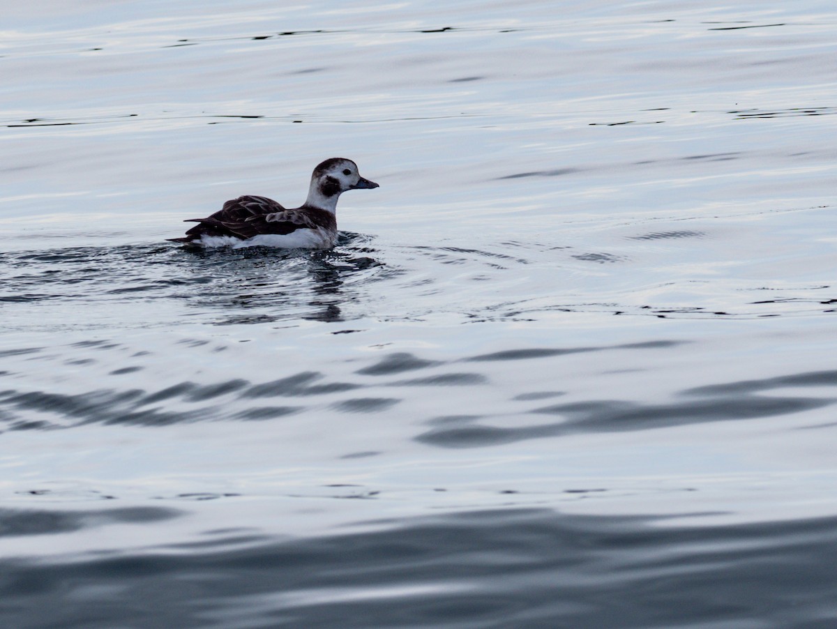 Long-tailed Duck - ML615184766