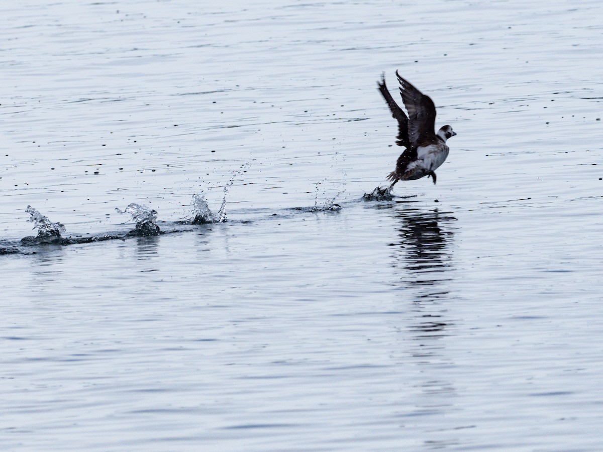 Long-tailed Duck - ML615184768