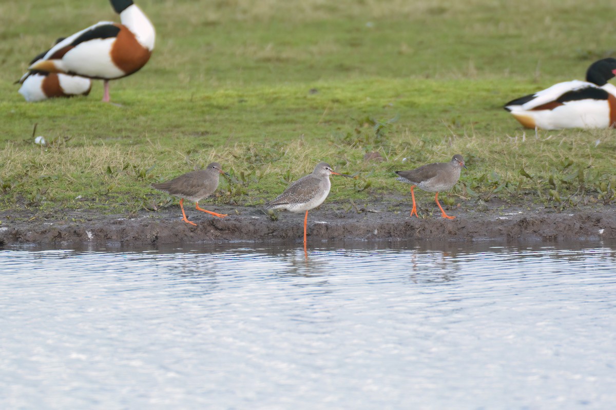 Spotted Redshank - ML615185178