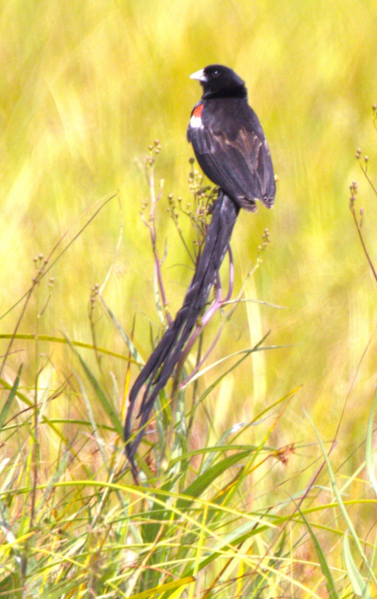 Long-tailed Widowbird - ML615185200