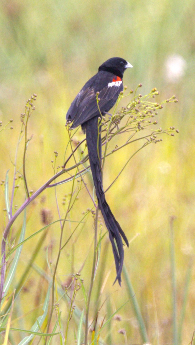 Long-tailed Widowbird - ML615185207