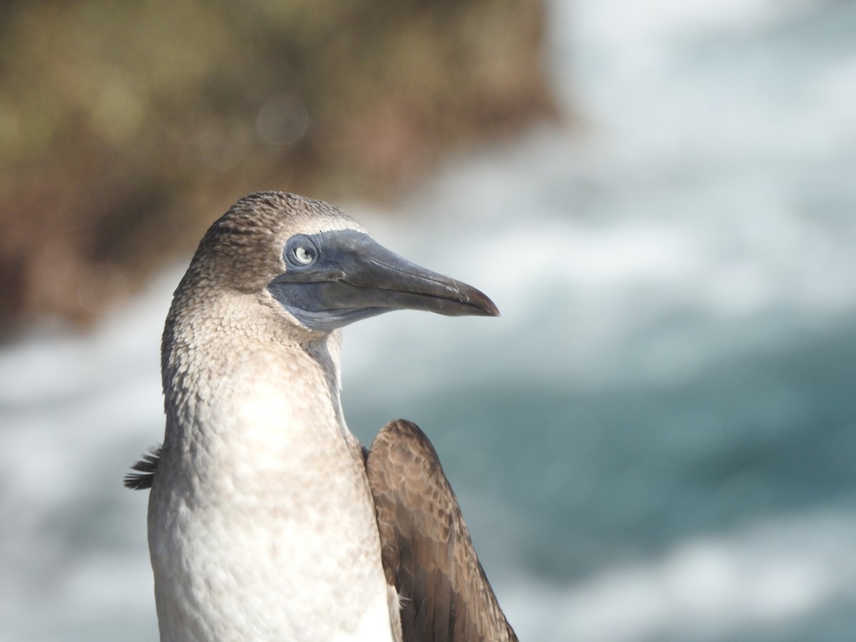 Blue-footed Booby - ML615185274