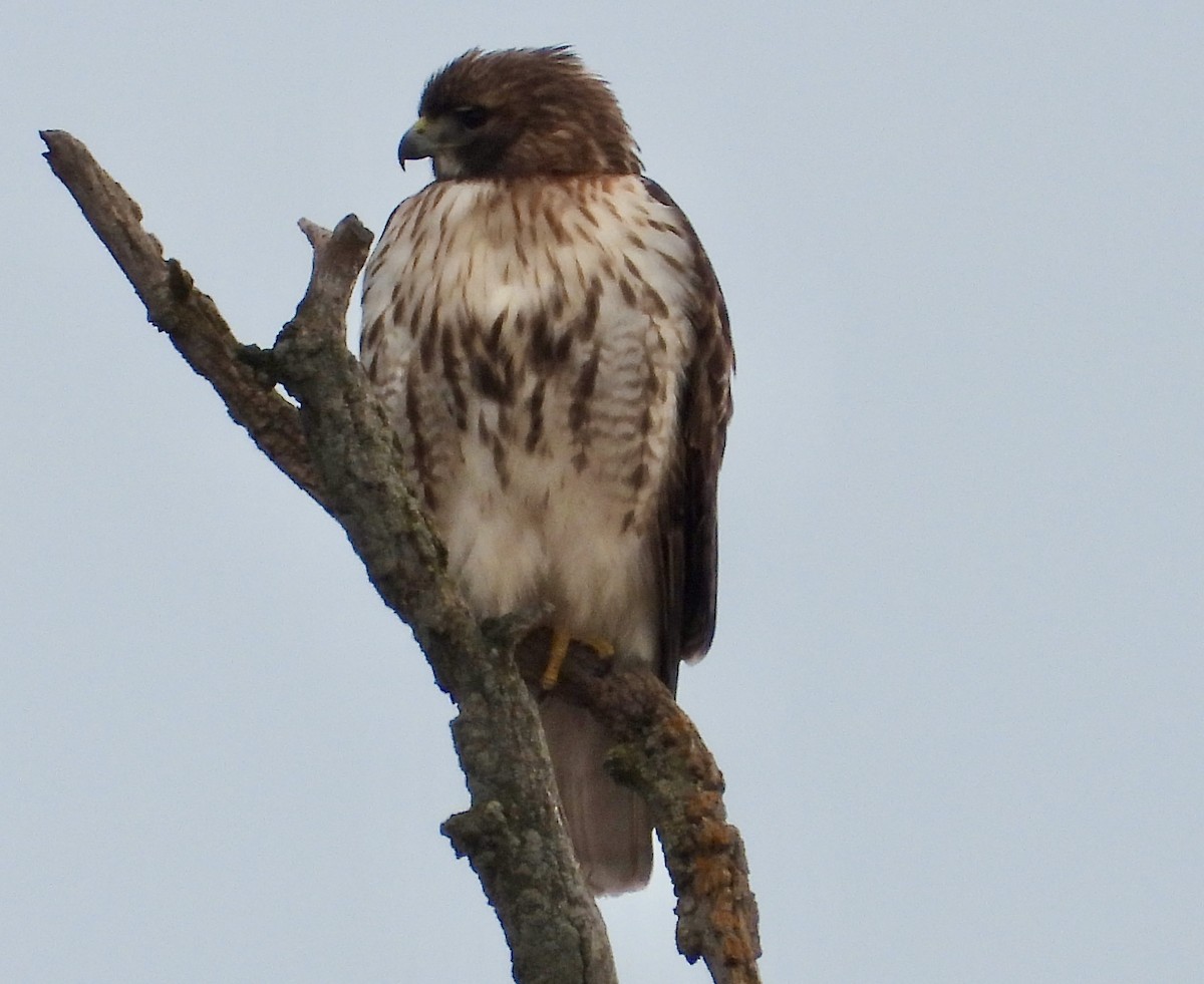 Red-tailed Hawk - ML615185684