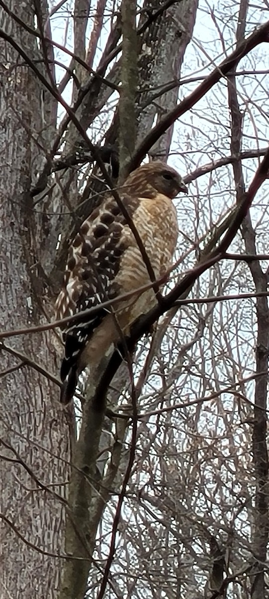 eBird Checklist - 22 Feb 2024 - outdoor trail - 9 species