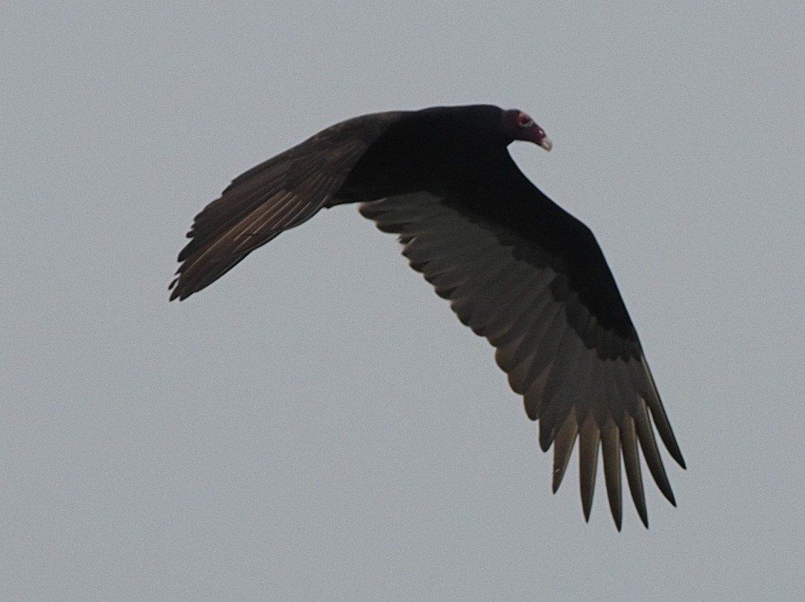 Turkey Vulture - ML615185930