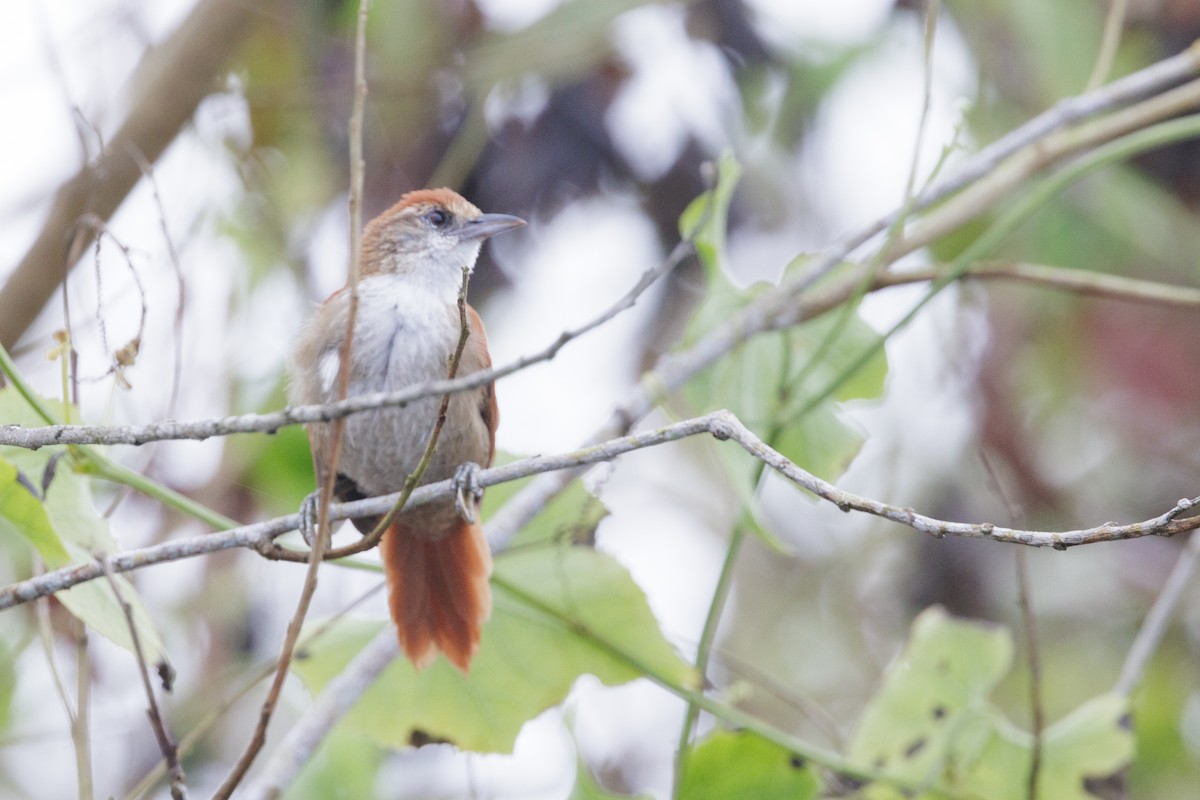 Parker's Spinetail - Peter Hellman