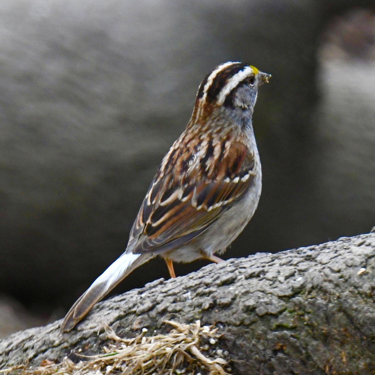 White-throated Sparrow - ML615186154