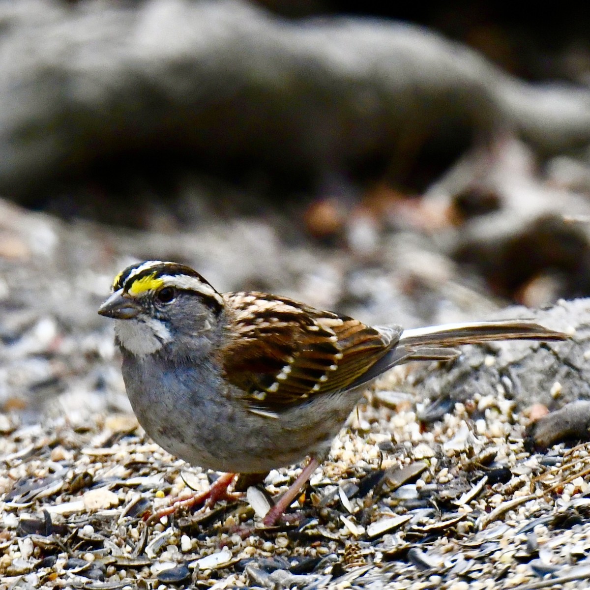 White-throated Sparrow - ML615186155