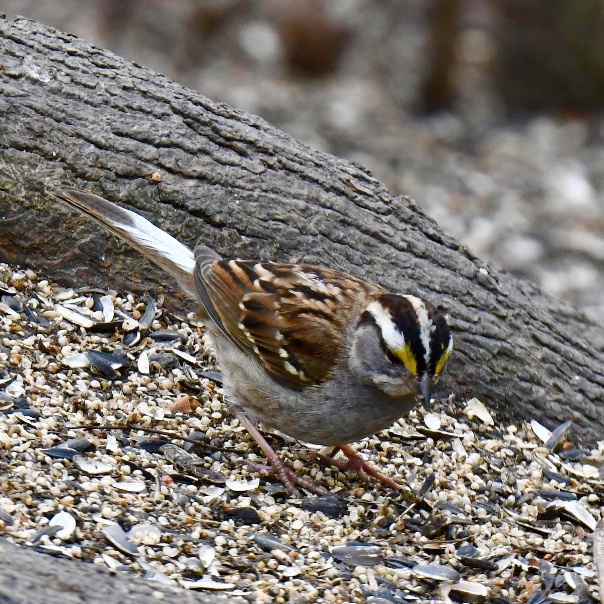 White-throated Sparrow - ML615186156