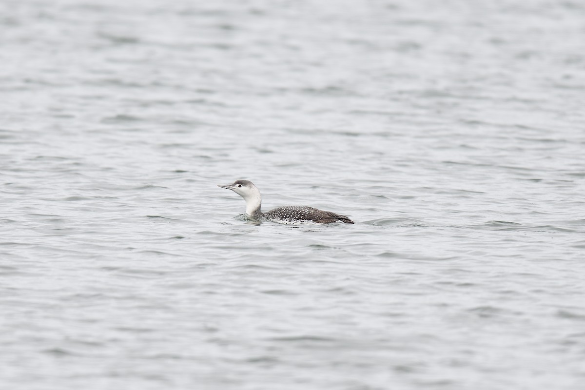 Red-throated Loon - ML615186170
