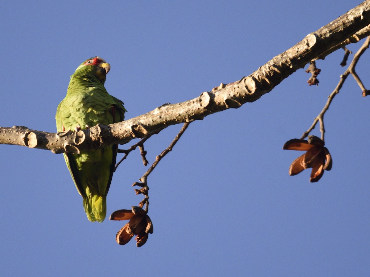 White-fronted Parrot - Philippe Hénault