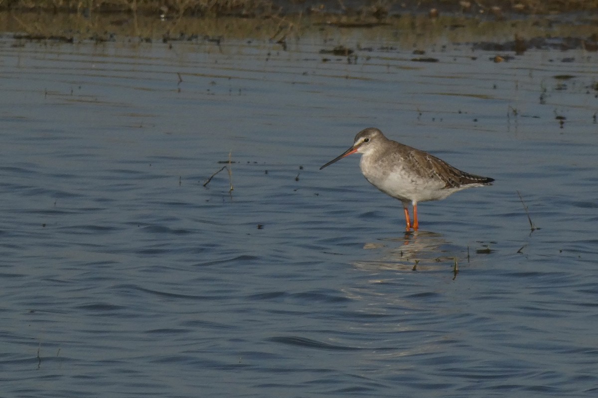 Spotted Redshank - ML615186329