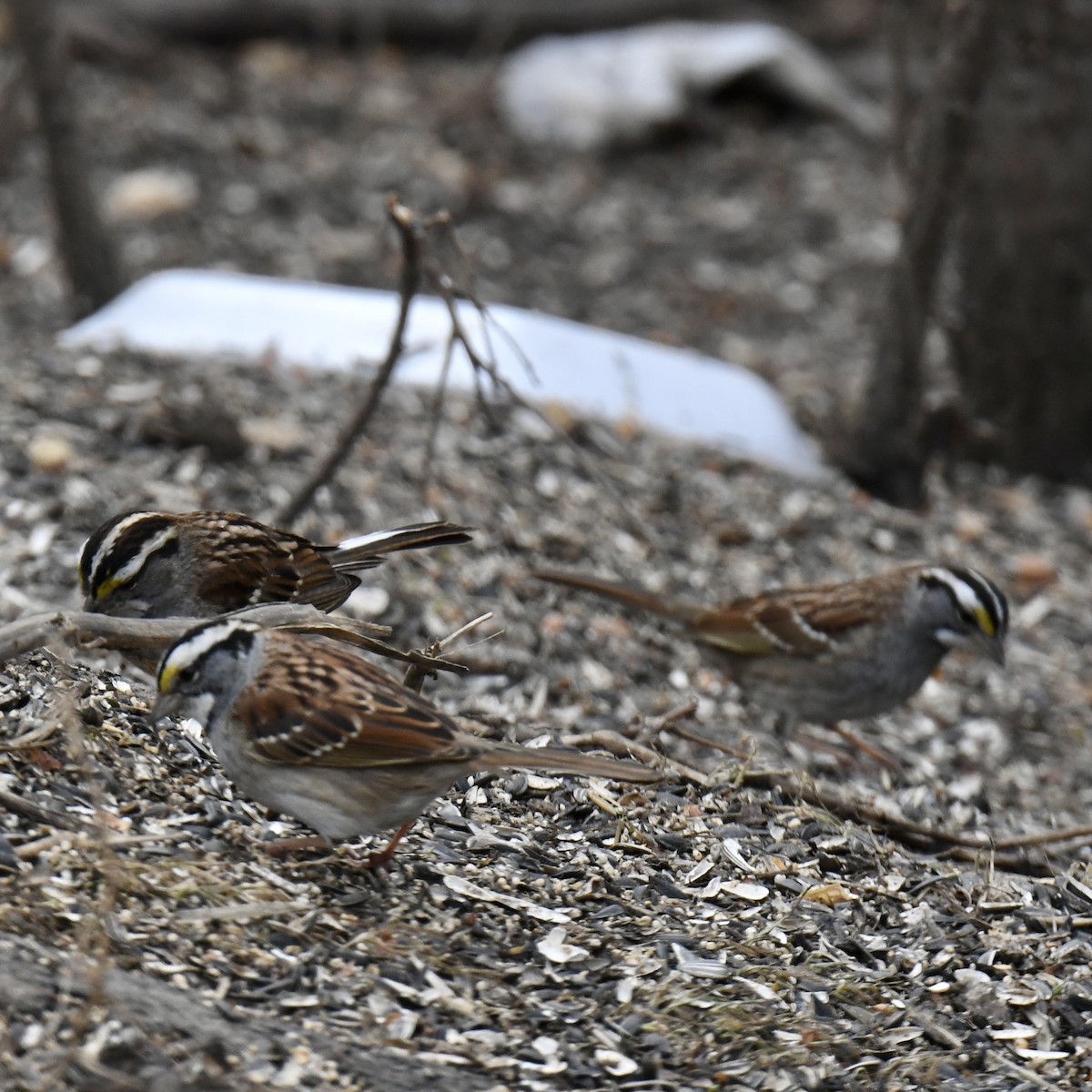White-throated Sparrow - ML615186334