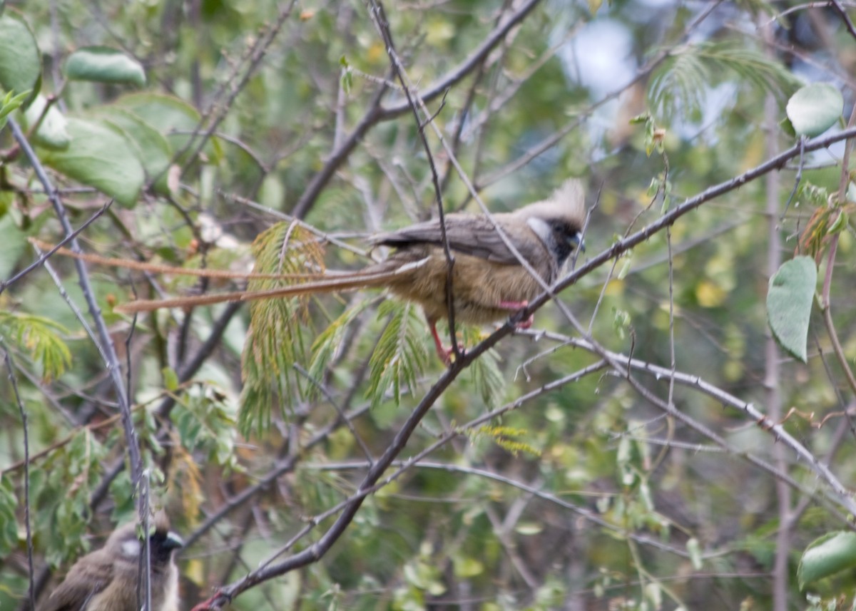 Speckled Mousebird - ML615186595