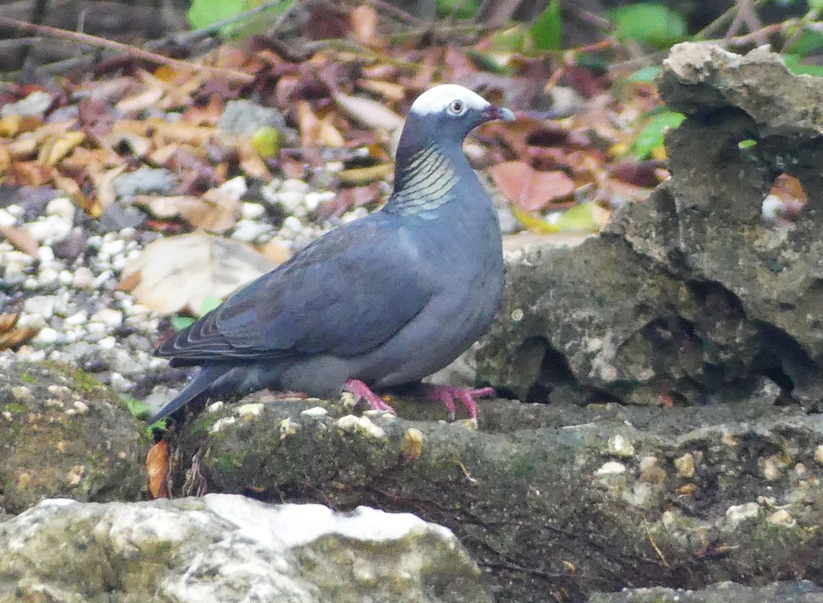 White-crowned Pigeon - ML615186629