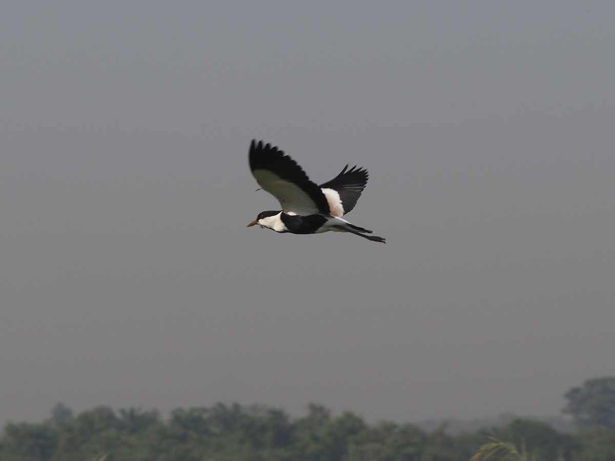 Spur-winged Lapwing - ML615186720