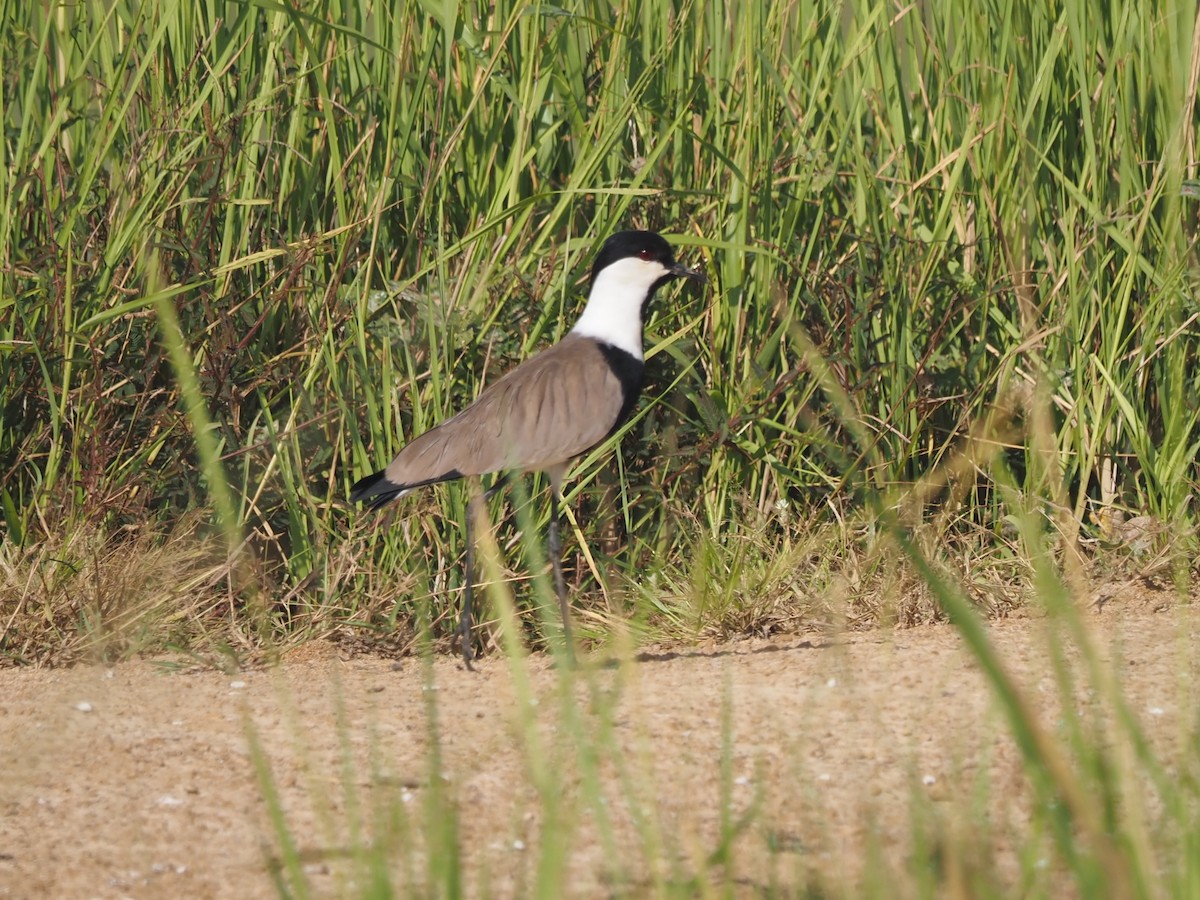 Spur-winged Lapwing - ML615186722