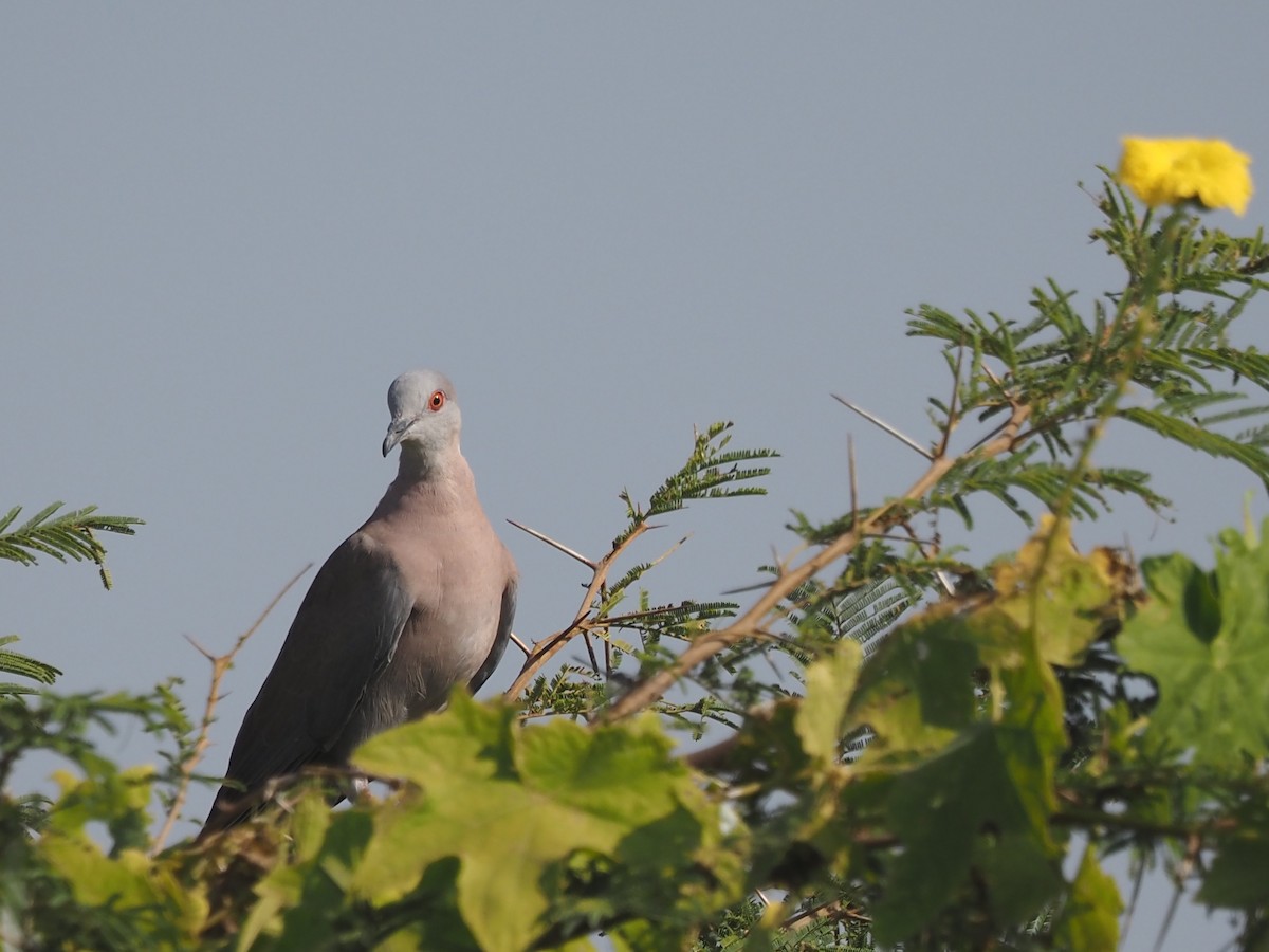 Mourning Collared-Dove - ML615186966