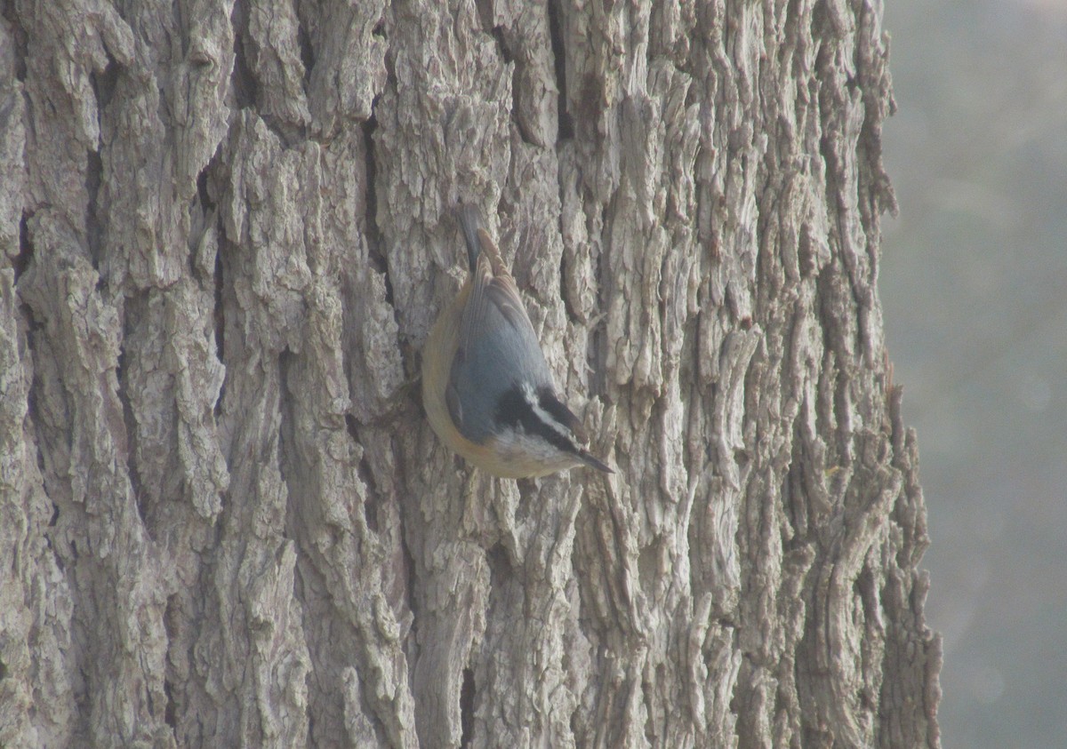 Red-breasted Nuthatch - ML615187029