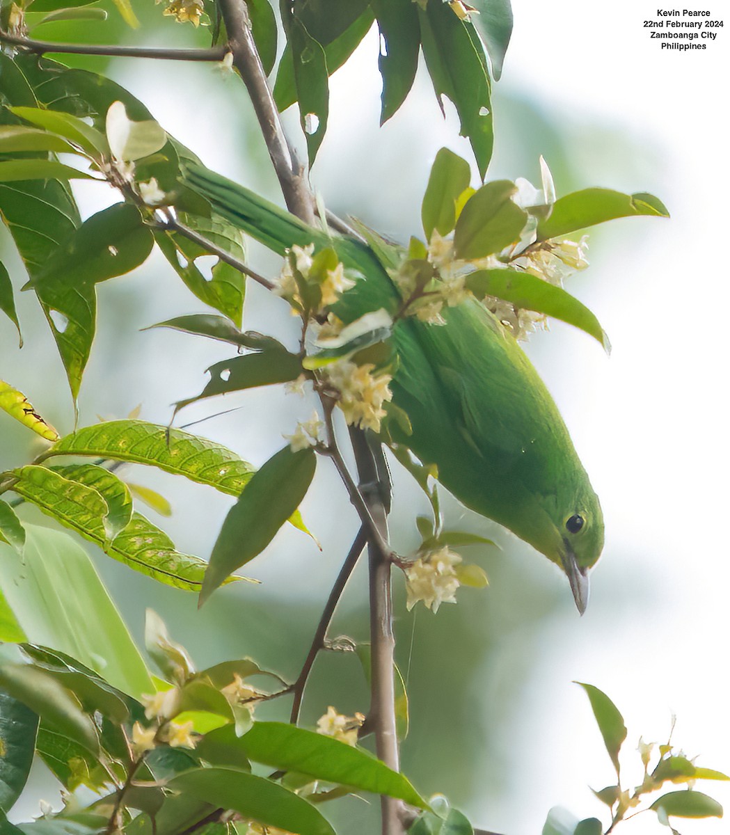 Philippine Leafbird - ML615187168