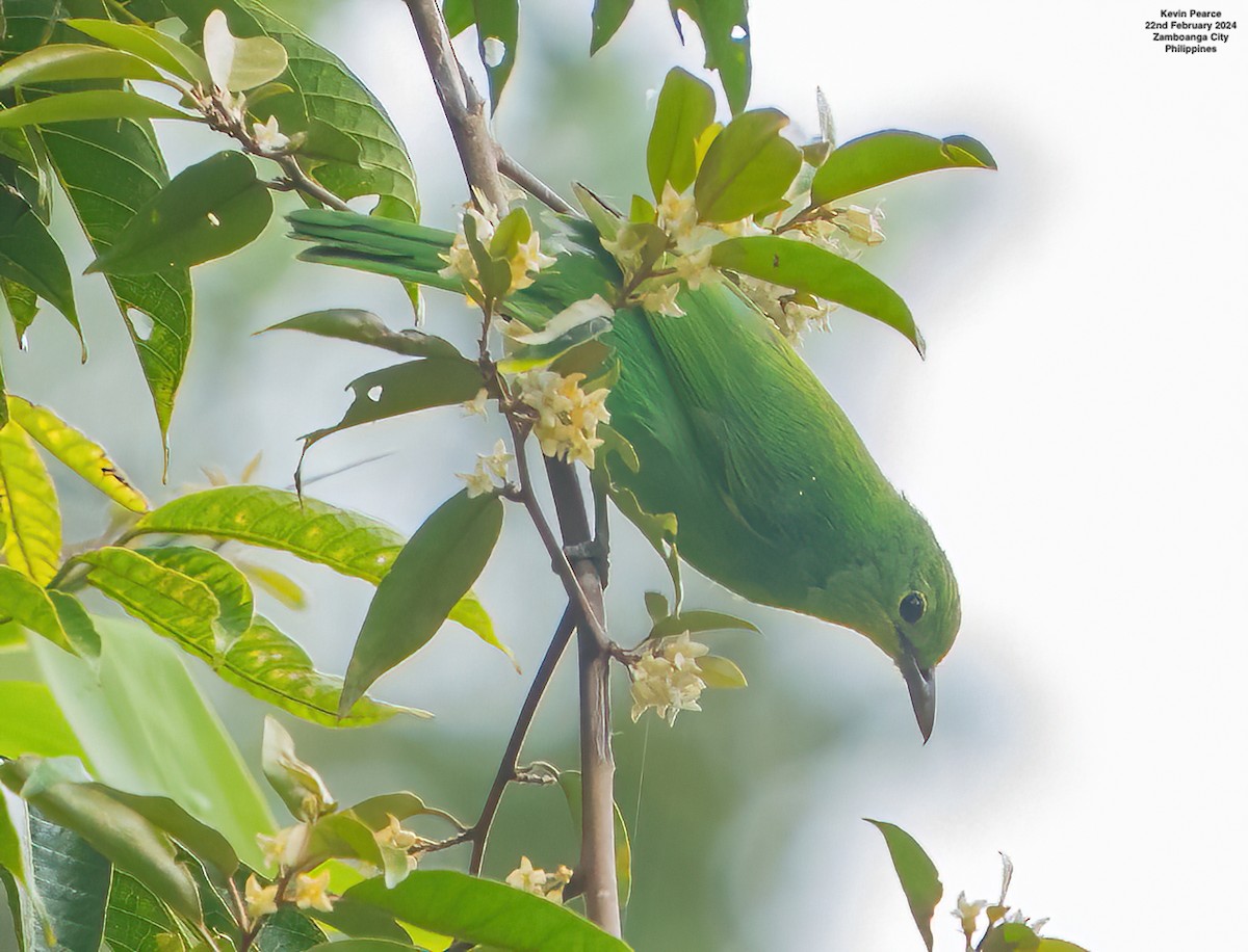 Philippine Leafbird - ML615187170