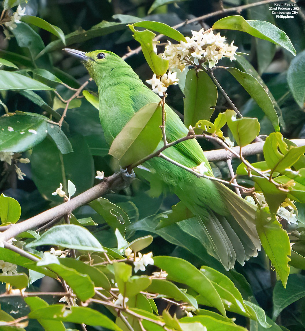 Philippine Leafbird - ML615187182